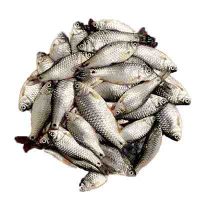 DESHI PUTI  FROZEN BLOCK 500 G